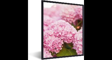 PosterMonkey - Poster - Fotolijst - Hortensia - Bloemen - Bladeren - Plant - Roze - 60x80 cm - Foto in lijst - Poster bloemen - Poster lijst - Kamerdecoratie
