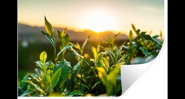 Muurstickers - Sticker Folie - Zon verlicht de bladeren van theeplanten op een theeplantage - 30x20 cm - Plakfolie - Muurstickers Kinderkamer - Zelfklevend Behang - Zelfklevend behangpapier - Stickerfolie