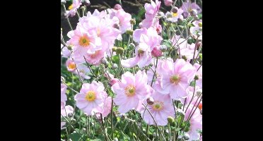 12 x Herfstanemoon Königin Charlotte Roze - Winterharde Tuinplant - Anemone hybride 'Königin Charlotte' in 9x9cm pot met hoogte 0-10cm