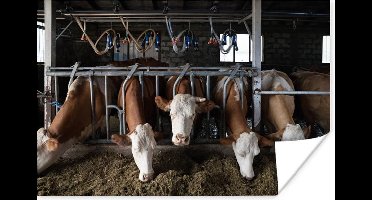 Poster Koe - Eten - Boerderij - 30x20 cm