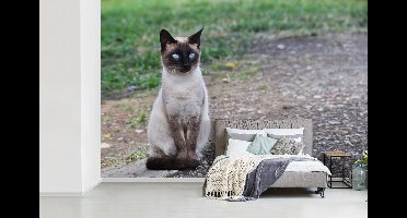 Behang - Fotobehang Siamese kat zit op een pad - Breedte 390 cm x hoogte 260 cm