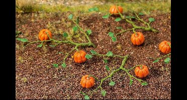 Faller - 6 Pompoenen - modelbouwsets, hobbybouwspeelgoed voor kinderen, modelverf en accessoires