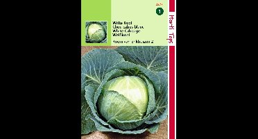 2 stuks - Hortitops - HT Wittekool Roem van Enkhuizen 2