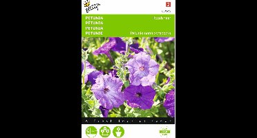 2 stuks Petunia Raadsheer blauw