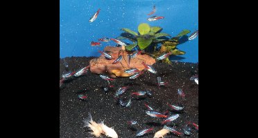 JBL ProNovo Neon Grano XXS - Neontetra Visvoer