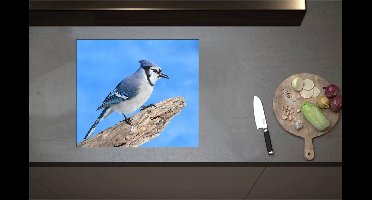 Inductieplaat Beschermer - Blauwe Gaai Vogel zittend op Tak - 59x52 cm - 2 mm Dik - Inductie Beschermer - Bescherming Inductiekookplaat - Kookplaat Beschermer van Wit Vinyl