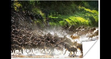 Poster Leeuw jaagt op wilde dieren in het Nationaal park Serengeti - 30x20 cm