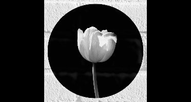 WallClassics - Muursticker Cirkel - Witte Tulp - Zwart Wit - 20x20 cm Foto op Muursticker