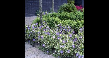 25 x Grote Bonte Maagdenpalm - Wintergroene Bodembedekker - Vinca major 'Variegata' in 9x9cm pot met hoogte 5-10cm