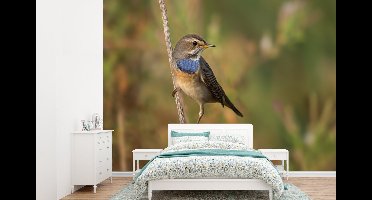 Behang - Fotobehang Blauwborst is op jacht naar voedsel - Breedte 415 cm x hoogte 300 cm