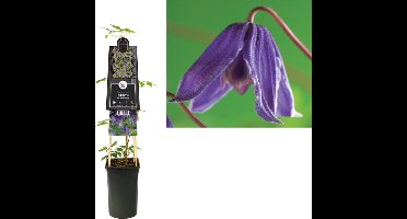 Klimplant Clematis alp. Helsingborg (Bosrank)