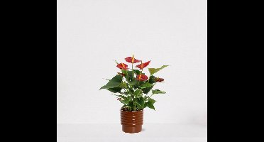 Anthurium rood in sierpot Liam Terra – bloeiende kamerplant – flamingoplant – 40-50cm - Ø13 – geleverd met plantenpot – vers uit de kwekerij