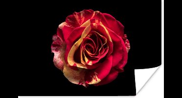 Poster Bloem - Roos - Rood - Zwart - 30x20 cm