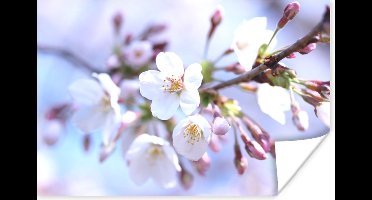 Poster Bloemen - Sakura - Tak - 30x20 cm