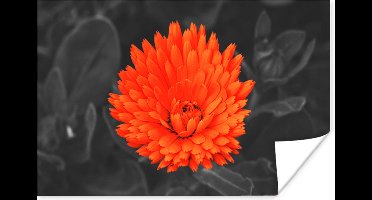 Poster Bloemen - Oranje - Zwart - Wit - 30x20 cm