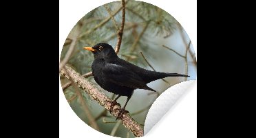 Behangcirkel - Vogel - Merel - Takken - Natuur - Zelfklevend behang - 30x30 cm - Behangcirkel zelfklevend - Behang cirkel - Rond behang - Wanddecoratie cirkel