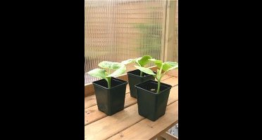 Vierkante pot - 9 x 9 x 10 cm - set van 54 stuks