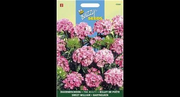 Duizendschoon Pink Beauty - Dianthus barbatus