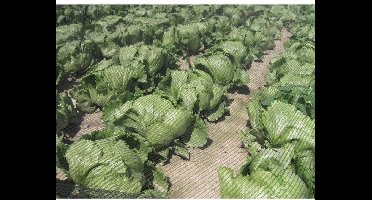 Vogelweringsnet Columba Plus - 2 x 10 m