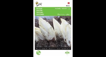 Buzzy® Witlof Mechelse Middenvroeg