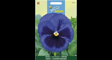 Viool Alpenmeer blauw - Viola wittrockiana