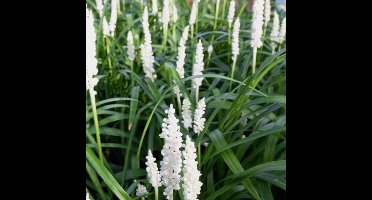 50 x Wit Leliegras - Siergras Witbloeiend - Liriope muscari 'Monroe White' in 9x9cm pot met hoogte 5-10cm