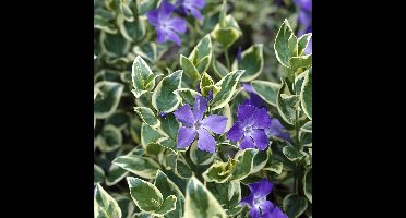 6 x Grote Bonte Maagdenpalm - Wintergroene Bodembedekker - Vinca major 'Variegata' in 9x9cm pot met hoogte 5-10cm