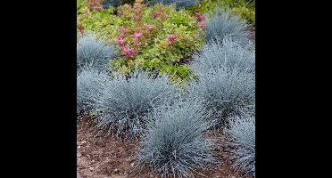 6 x Blauw Schapengras of Zwenkgras - Winterhard Siergras - Festuca glauca Elijah Blue in 9x9cm pot met hoogte 5-10cm