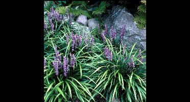 6 x Leliegras Moneymaker Paars - Wintergroen Siergras - Liriope muscari Moneymaker in 9x9cm pot met hoogte 5-10cm
