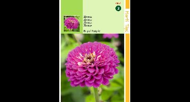 Hortitops Zinnia elegans Royal Purple violet