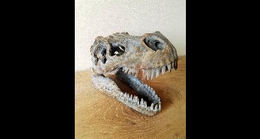 Nemesis Now - Schedels - Tyrannosaurus Rex Schedel - Beeld - 16cm