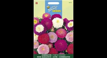 Zomeraster Pompon Gemengd (Callistephus Chinensis) Zaden