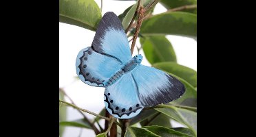 Vlindermagneet boomblauwtje
