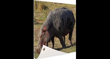 Schuttingposter Nijpaard - Eten - Gras - 200x100 cm - Tuindoek