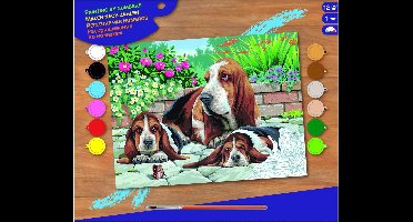 Basic Schilderen Op Nummer Basset Honden