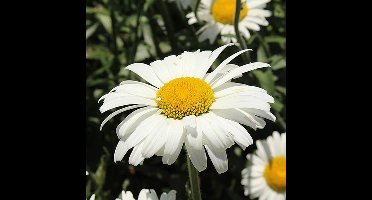 Margriet zaden - Alaska White