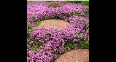 12 x Kruipend Tijm / Kruiptijm - Winterharde Tuinplanten - Thymus praecox 'Purple Beauty' in 9x9cm pot met hoogte 5-10cm