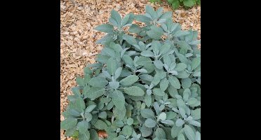 4 x Echte Salie XL - Kruidenplanten Tuinplant Winterhard - Salvia officinalis in C2(liter) pot met hoogte 0-30cm