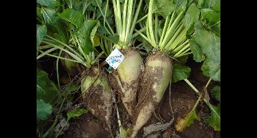 Voederbiet Zentaur Poly 250 Gram