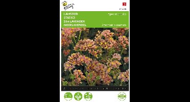 Buzzy, Lamsoor Apricot shades (Limonium)
