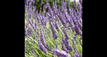 6 x Lavandula intermedia 'Grosso' - Lavendel in 9x9 pot met hoogte 5-10 cm