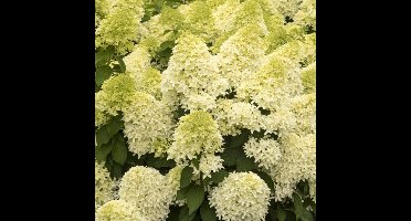 4 x Hydrangea paniculata 'Skyfall' - Pluimhortensia in C2(liter) pot met hoogte 20-30cm