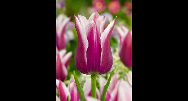 20x Tulpen 'Claudia' - BULBi® Bloembollen met bloeigarantie