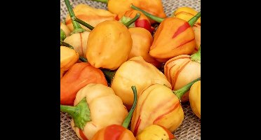 Peper zaden - Peppapeach Stripey