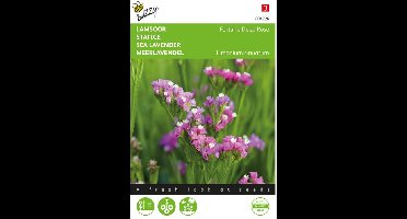 Buzzy, Lamsoor Fortune Deep Rose (Limonium)