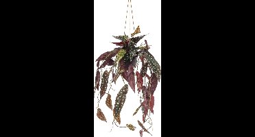 Emerald - Kunst Hangplant in pot Begonia Maculata 80cm - Kunstplant voor binnen