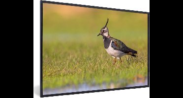 PosterMonkey - Poster - Fotolijst - Vogel - Natuur - Gras - Dieren - 90x60 cm - Posterlijst - Kader - Poster vogels - Frame poster - Poster met lijst - Poster natuur