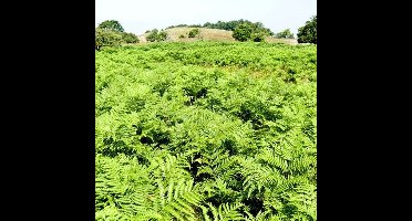 50 x Eikvaren Groen - Tuinvaren Wintergroen - Polypodium vulgare in 9x9cm pot met hoogte 5-10cm