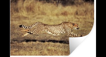 Muurstickers - Sticker Folie - Vooraanzicht vrouwelijke cheeta - 30x20 cm - Plakfolie - Muurstickers Kinderkamer - Zelfklevend Behang - Zelfklevend behangpapier - Stickerfolie