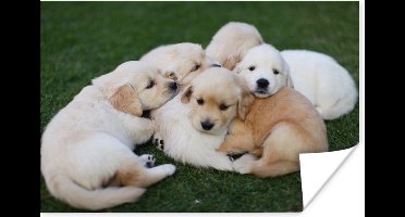 Poster Dieren - Puppy's - Honden - 30x20 cm